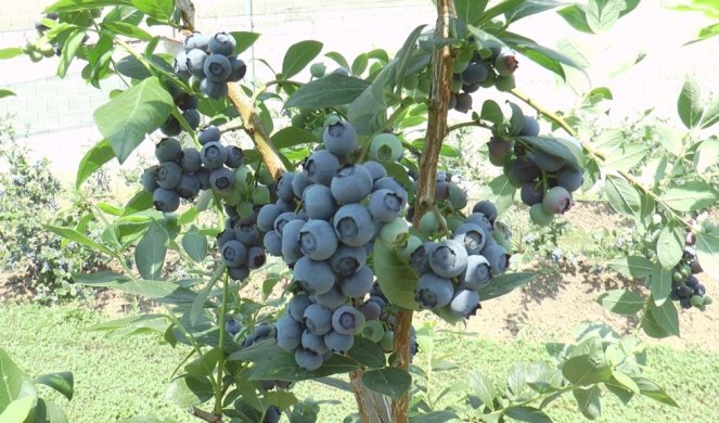 Rajko came to the plantation and couldn't believe it when he saw WHAT THE THIEVES STOLE