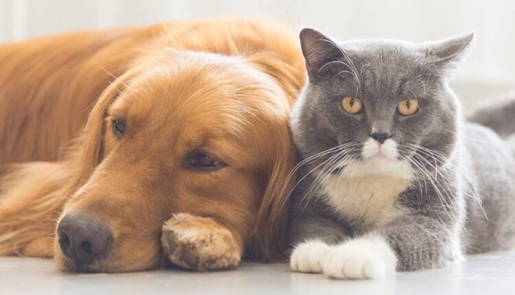 Kidnapping of pets in the UK is considered a criminal